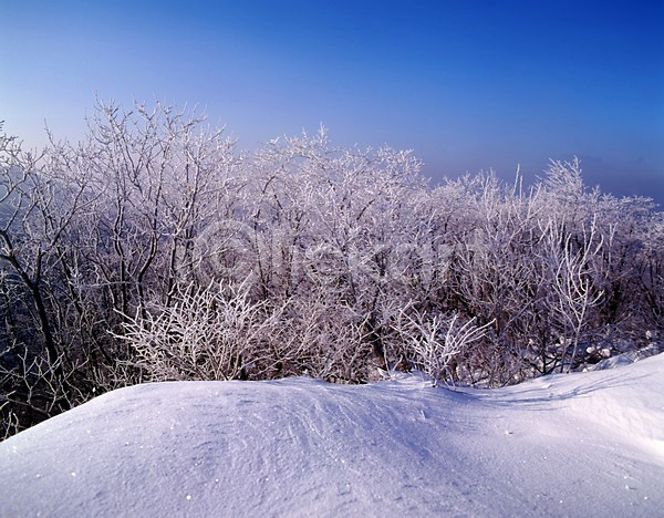 사람없음 JPG 포토 겨울 계절 나무 눈(날씨) 눈꽃 사계절 산 설경 숲 식물 야외 언덕 여러그루 자연 주간 풍경(경치) 하늘
