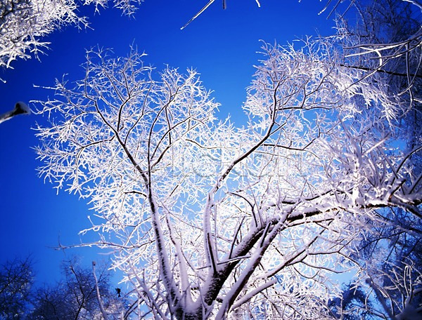 사람없음 JPG 로우앵글 포토 겨울 계절 나무 눈(날씨) 눈꽃 빛 사계절 산 설경 숲 식물 야외 여러그루 자연 주간 풍경(경치) 하늘