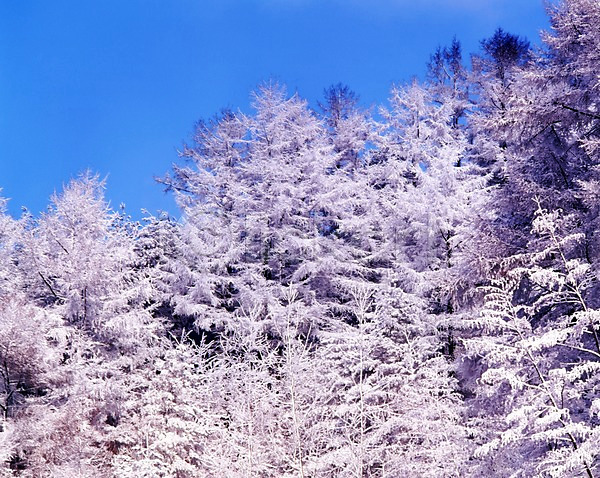 사람없음 JPG 포토 겨울 계절 나무 눈(날씨) 눈꽃 사계절 산 설경 숲 식물 야외 여러그루 자연 주간 풍경(경치) 하늘