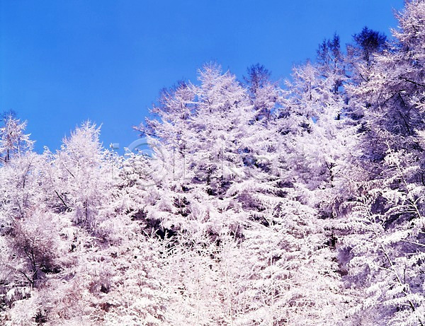 사람없음 JPG 포토 겨울 계절 구름(자연) 나무 눈(날씨) 눈꽃 사계절 산 설경 숲 식물 야외 여러그루 자연 주간 풍경(경치) 하늘