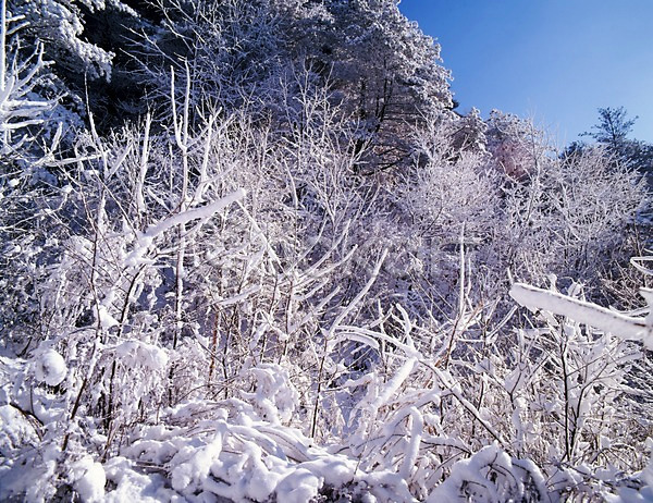 사람없음 JPG 포토 겨울 계절 나무 눈(날씨) 눈꽃 사계절 산 설경 숲 식물 야외 여러그루 자연 주간 풍경(경치)