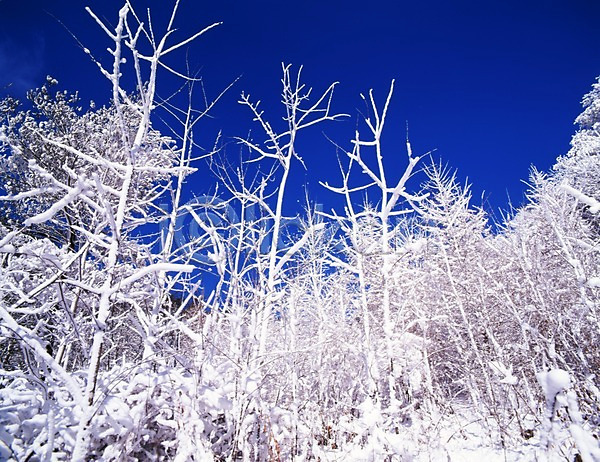 사람없음 JPG 포토 겨울 계절 나무 눈(날씨) 눈꽃 사계절 산 설경 숲 식물 야외 여러그루 자연 주간 풍경(경치) 하늘