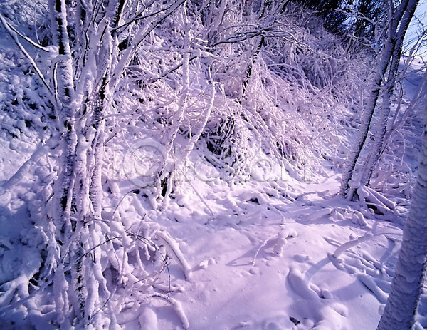 사람없음 JPG 포토 겨울 계절 나무 눈(날씨) 눈꽃 사계절 산 설경 숲 식물 야외 여러그루 자연 주간 풍경(경치)