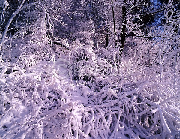 사람없음 JPG 포토 겨울 계절 나무 눈(날씨) 눈꽃 사계절 설경 숲 식물 야외 여러그루 자연 주간 풍경(경치)