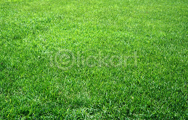 사람없음 JPG 포토 식물 잔디 초록색 풀(식물) 풍경(경치)