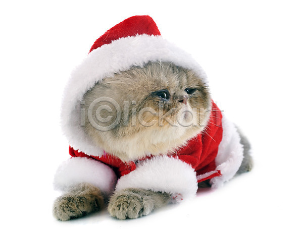 사람없음 JPG 포토 해외이미지 고양이 동물 반려동물 산타옷 선물 얼룩무늬 이국적 이벤트의상 컨셉 코트 크리스마스 해외202004 회색 흰배경
