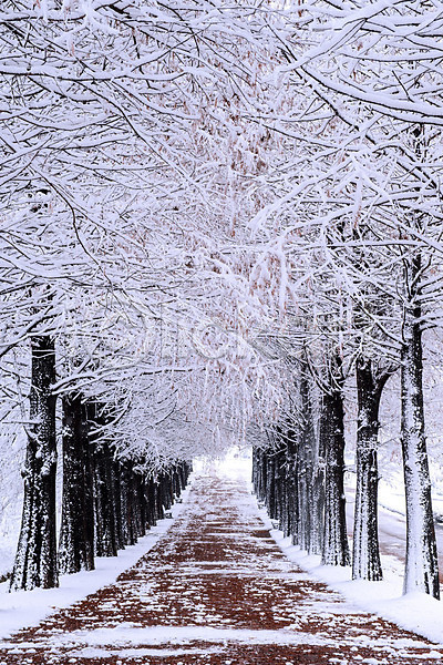 시원함 추위 사람없음 JPG 포토 해외이미지 겨울 겨울풍경 계절 나무 무료이미지 백그라운드 숲 자연 풍경(경치) 해외202004 흰색