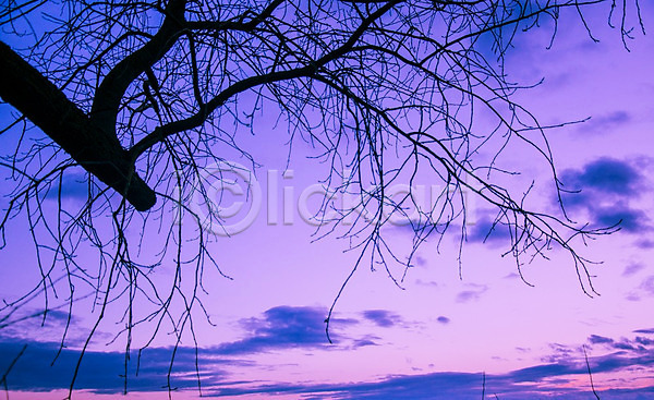 사람없음 JPG 포토 해외이미지 구름(자연) 나무 물 바다 빛 빨간색 새벽 야외 여름(계절) 여행 일몰 일출 코코넛 태국 태양 파라다이스 풍경(경치) 하늘 해외202004 햇빛 황혼 휴양지