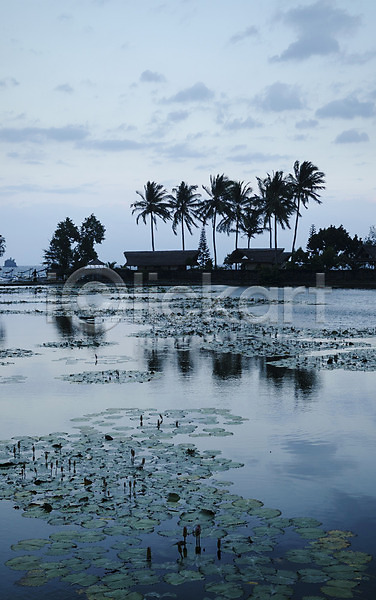 사람없음 JPG 포토 해외이미지 물 아시아 야외 여행 여행객 연꽃(꽃) 연못 인도네시아 일몰 해외202004