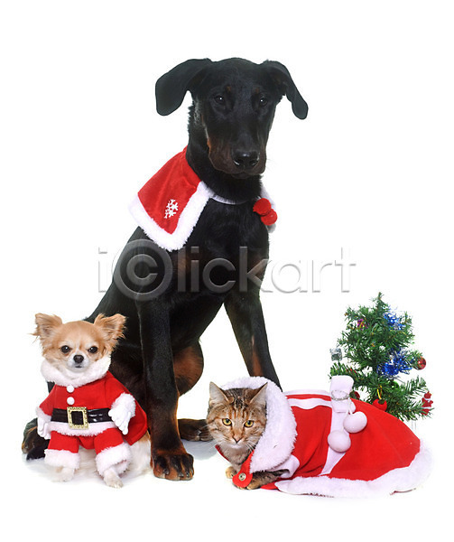 사람없음 JPG 포토 해외이미지 강아지 개 검은색 고양이 기르기 변장 산타옷 세마리 얼룩무늬 이벤트의상 컨셉 크리스마스 크리스마스트리 해외202004 흰배경