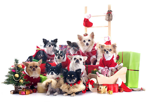 유머 사람없음 JPG 포토 해외이미지 12월 강아지 개 계절 그룹 반려동물 빨간색 사탕 산타옷 새해 선물 썰매 여러마리 이벤트의상 장난 장식 치와와 컨셉 크리스마스 크리스마스트리 해외202004
