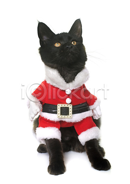 유머 사람없음 JPG 포토 해외이미지 검은색 고양이 동물 반려동물 산타옷 응시 이벤트의상 컨셉 코트 크리스마스 해외202004 흰배경