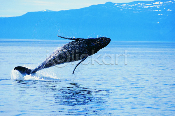 사람없음 JPG 포토 해외이미지 고래 내추럴 동물 물 아프리카 야생동물 야외 자연 컬러풀 풍경(경치) 해외202004