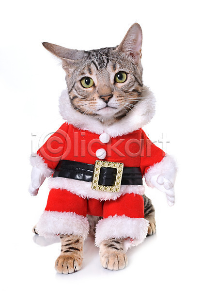 사람없음 JPG 포토 해외이미지 고양이 동물 반려동물 빨간색 산타옷 은색 이벤트의상 컨셉 코트 크리스마스 해외202004 회색 흰배경