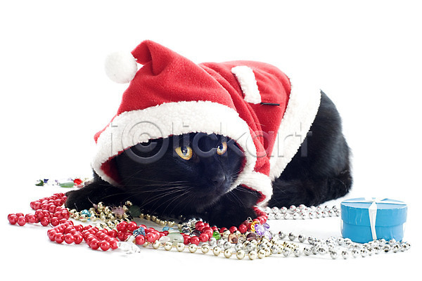 사람없음 JPG 포토 해외이미지 검은색 고양이 눕기 동물 반려동물 보석 산타옷 선물 실내 옷 이벤트의상 컨셉 컬러풀 크리스마스 해외202004 흰배경