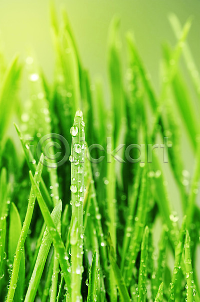 사람없음 JPG 근접촬영 포토 해외이미지 물방울 봄 식물 잔디 초록색 해외202004