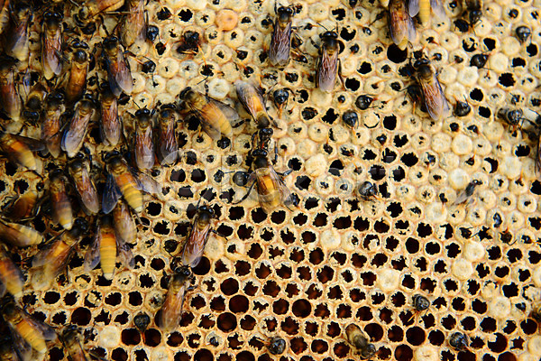 아이디어 효율 사람없음 JPG 포토 해외이미지 곤충 꿀 동물 백그라운드 벌(곤충) 벌집 세포 애벌레 여름(계절) 왁스 육각형 음식 자연 작업 직업 해외202004