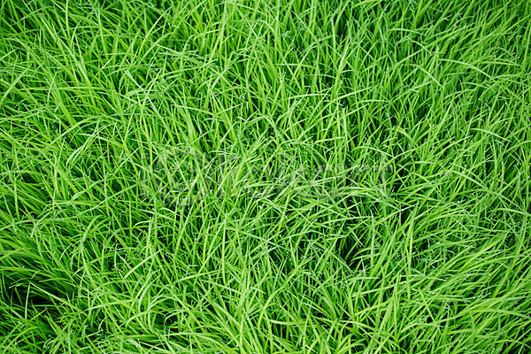 사람없음 JPG 포토 해외이미지 봄 식물 잔디 초록색 해외202004