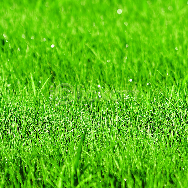 사람없음 JPG 근접촬영 포토 해외이미지 물방울 봄 식물 야외 잔디 정원 주간 초록색 해외202004