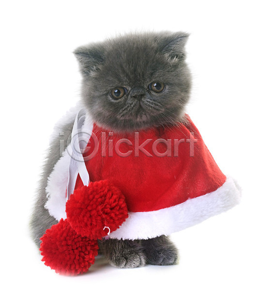 사람없음 JPG 포토 해외이미지 고양이 동물 망토 반려동물 빨간색 이벤트의상 컨셉 크리스마스 해외202004 회색 흰배경