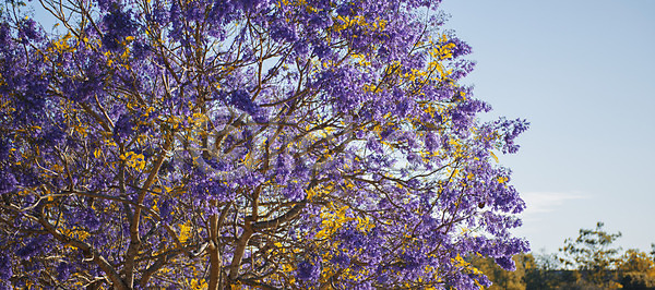 사람없음 JPG 포토 해외이미지 개화 계절 꽃 꽃무늬 꽃잎 나무 나뭇가지 내추럴 백그라운드 벚꽃 보라색 봄 식물 야외 잎 자연 정원 파란색 하늘 해외202004 햇빛