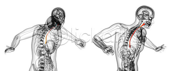 사람 사람없음 3D JPG 포토 해외이미지 간 건강 방광 오르기 입 해부 해외202004 해외포토 혀