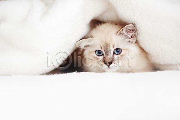 귀여움 사람없음 어린이 JPG 포토 해외이미지 고양이 네바마스커레이드 담요 반려동물 침대 한마리 해외202004