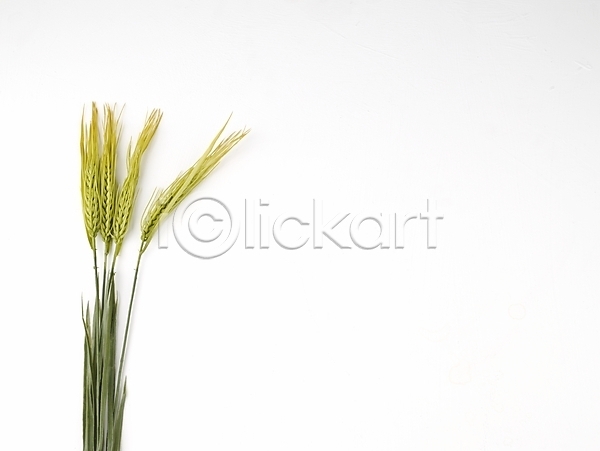 사람없음 JPG 포토 가을(계절) 누끼 명절음식 벼 스튜디오촬영 식물 식재료 쌀 음식 추석음식