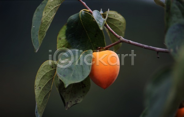 사람없음 JPG 포토 가을(계절) 가을풍경 감 감나무 계절 과일 나무 나뭇가지 나뭇잎 사계절 식물 열매 음식 잎 자연