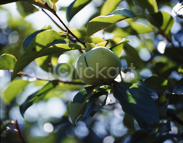 사람없음 JPG 포토 감 감나무 과일 나무 나뭇잎 식물 야외 열매 잎 주간 줄기