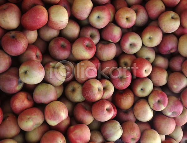 사람없음 JPG 포토 과일 사과(과일) 식물 열매 음식 주간