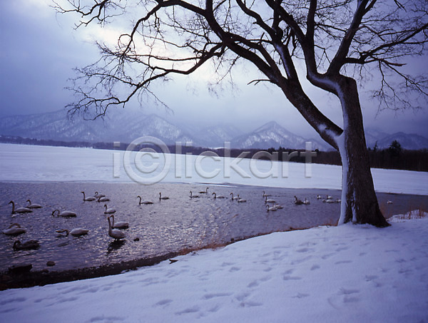 사람없음 JPG 포토 강 겨울 고니 나무 눈(날씨) 동물 백조 산 설경 식물 야외 조류 주간 철새 풍경(경치) 하늘 한그루