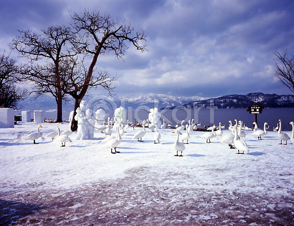 사람없음 JPG 포토 겨울 고니 관광지 구조물 나무 눈(날씨) 바다 백조 산 식물 야외 주간 풍경(경치) 하늘 호수