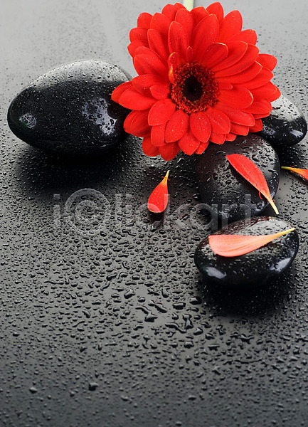 매끈함 사람없음 JPG 포토 해외이미지 검은색 꽃 꽃잎 마사지 물 물방울 백그라운드 빨간색 스파 쌓기 젖음 조약돌 컨셉 해외202004