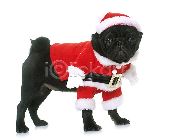 유머 사람없음 JPG 포토 해외이미지 강아지 개 검은색 동물 반려동물 빨간색 산타옷 이벤트의상 컨셉 코트 크리스마스 해외202004 흰배경