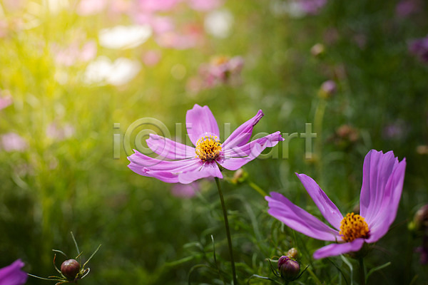 사람없음 JPG 근접촬영 포토 해외이미지 꽃 꽃밭 분홍색 식물 야외 자연 주간 초록색 코스모스(꽃) 해외202004