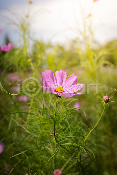 사람없음 JPG 근접촬영 포토 해외이미지 꽃 꽃밭 분홍색 식물 야외 자연 주간 초록색 코스모스(꽃) 해외202004