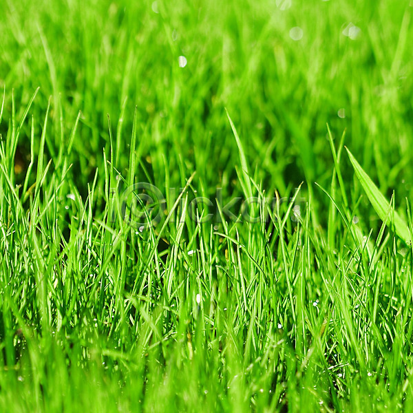 사람없음 JPG 근접촬영 포토 해외이미지 봄 식물 야외 잔디 정원 주간 초록색 해외202004
