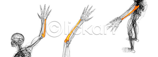 사람 사람없음 3D JPG 포토 해외이미지 건강 골격 과학 뼈 손 신체 팔 해부 해외202004 해외포토