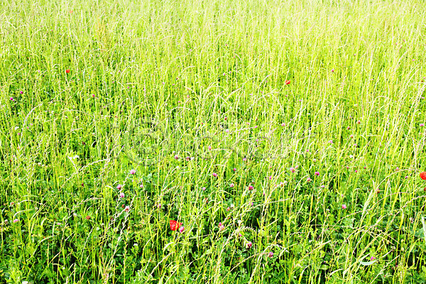 사람없음 JPG 포토 해외이미지 꽃 봄 야외 잔디 정원 초록색 해외202004