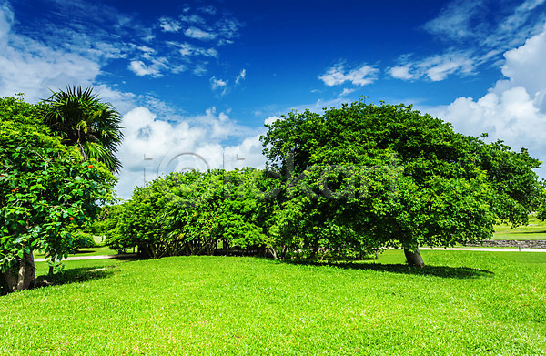 사람없음 JPG 포토 해외이미지 나무 맑음 봄 야외 잔디 정원 초록색 풍경(경치) 하늘 해외202004