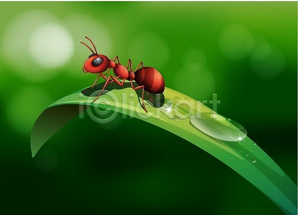 사람없음 EPS 일러스트 해외이미지 개미 곤충 무료이미지 물방울 불개미 붉은불개미 잎 젖음 초록색 한마리 해외202004