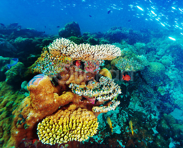 사람없음 JPG 포토 해외이미지 동물 몰디브 물 바다 바닷속 산호 생태계 수중 야생동물 야외 어류 여름(계절) 여행 풍경(경치) 해외202004