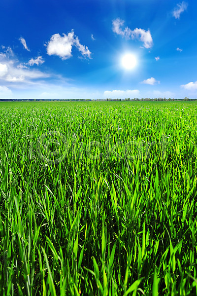 사람없음 JPG 포토 해외이미지 날씨 맑음 봄 잔디 초록색 태양 풍경(경치) 하늘 해외202004 햇빛