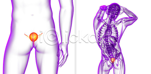 사람 사람없음 3D JPG 포토 해외이미지 건강 검은색 몸통 방광 생물학 순환 신장 오르간 해부 해외202004 해외포토
