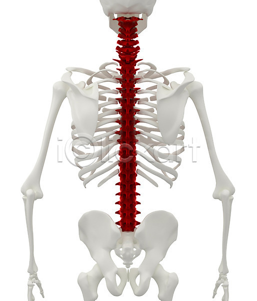 고통 사람없음 3D JPG 일러스트 포토 해외이미지 검은색 골격 관절염 그래픽 몸통 백그라운드 빨간색 뼈 신체 엑스레이 염증 요통 질병 척추 투명 파란색 해외202004