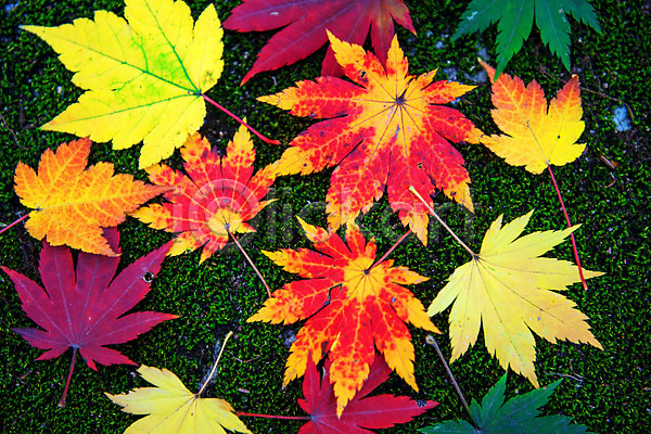 사람없음 JPG 포토 해외이미지 가을(계절) 공원 나뭇가지 단풍 빨간색 서울 식물 야외 일본 잎 풍경(경치) 한국 해외202004 햇빛
