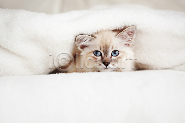 귀여움 사람없음 어린이 JPG 포토 해외이미지 고양이 네바마스커레이드 담요 반려동물 침대 한마리 해외202004