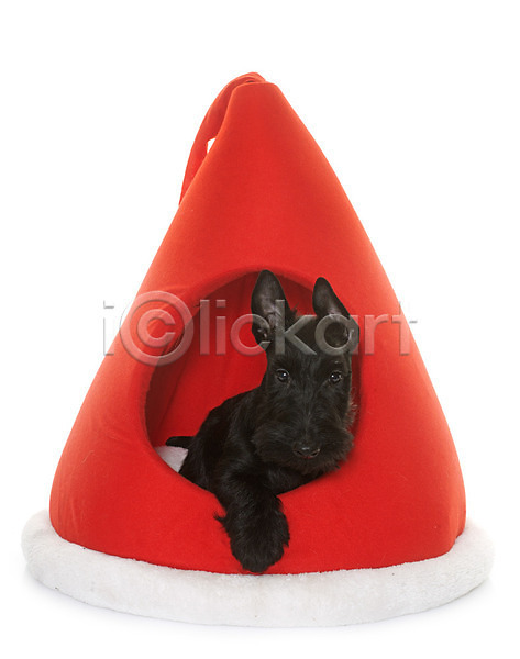 사람없음 JPG 포토 해외이미지 강아지 개 검은색 동물 반려동물 빨간색 이벤트의상 컨셉 쿠션 크리스마스 테리어 해외202004 흰배경