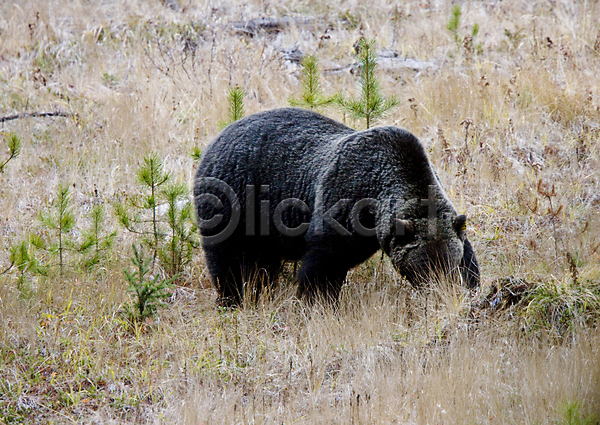 위험 사람없음 JPG 포토 해외이미지 갈색 곰 야생동물 육식동물 자연 해외202004